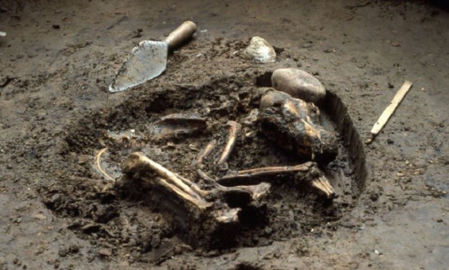 Los europeos fulminaron los perros americanos