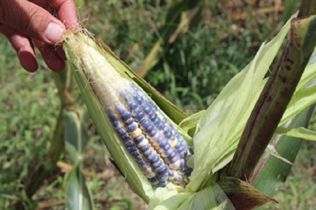 Maíz criollo contrarresta cambio climático: INIFAP