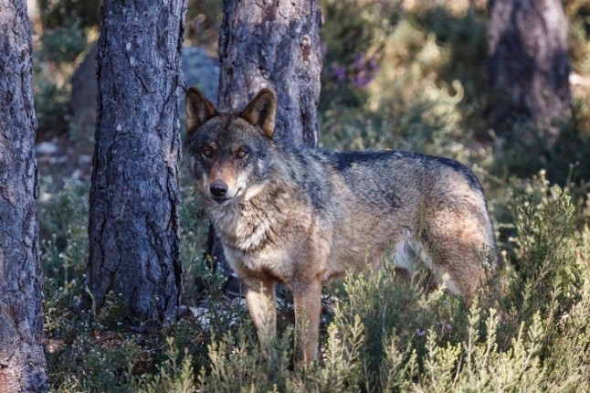 Life Lobo Andalucía participa en un encuentro internacional con expertos en la conservación del cánido celebrado en el Centro del Lobo Ibérico de Castilla y León