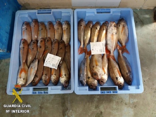Incautados 13 kilos de besugo inmaduro en el puerto pesquero de Castellón