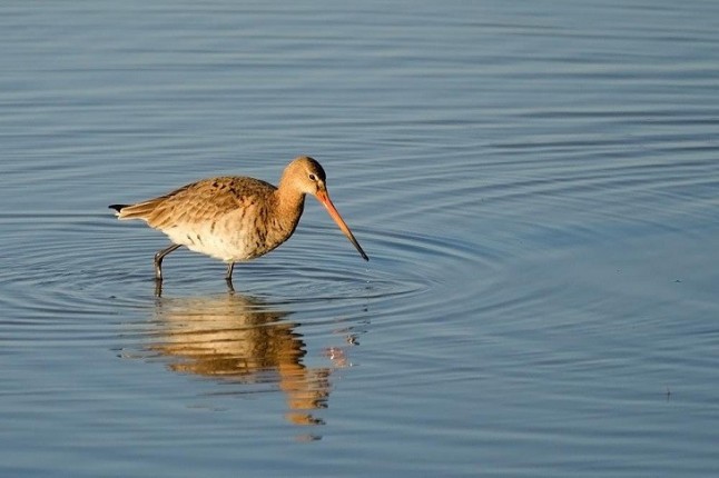 Día Mundial del Agua y cómo afecta el líquido elemento a las aves