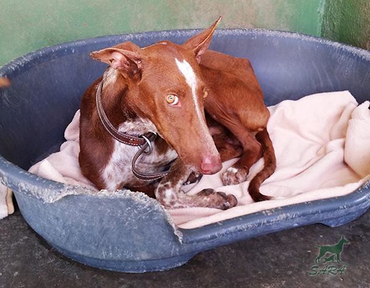 Maltrato ‘miserable’ de podencos en Canarias