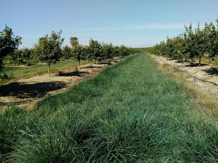 Abonos verdes para la agricultura