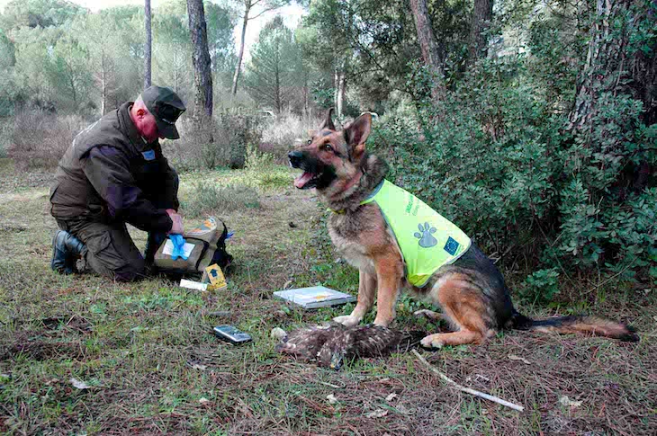 Andalucía implementa una unidad canina para luchar contra los venenos que amenazan la fauna