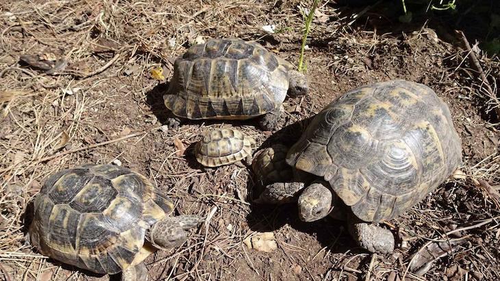 Un ‘sujeto’ tenía 25 tortugas de una especie protegida en su casa de Puçol