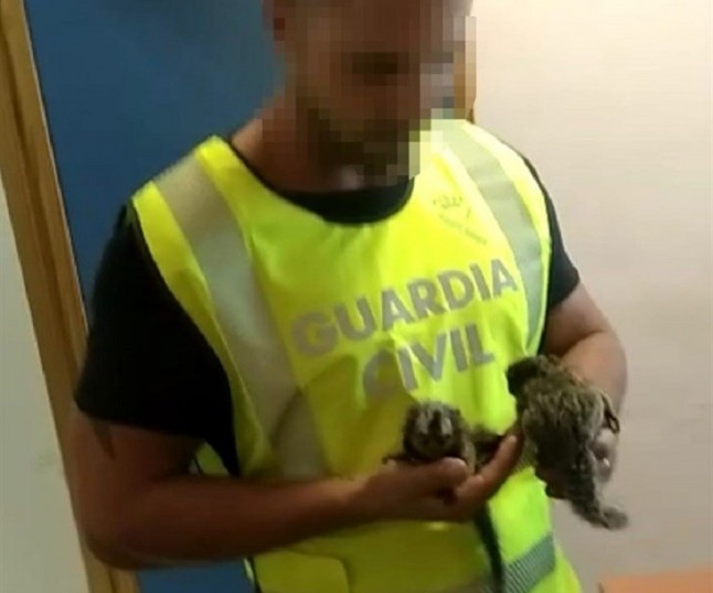 Detienen a los ladrones de tres monos Titi del zoo de Guillena