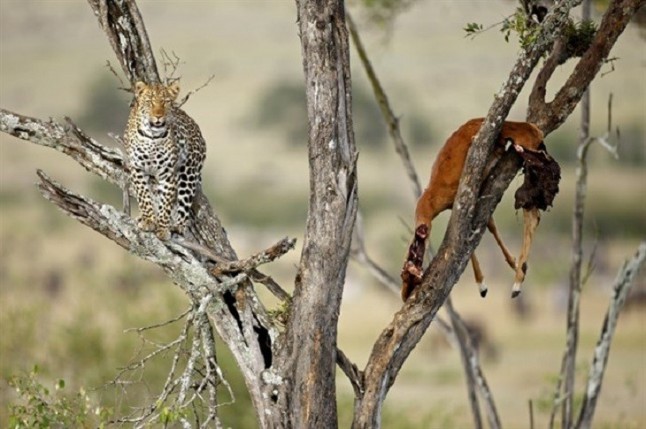 Certamen Internacional de Montaña