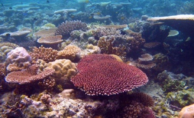 Cuánto puede resistir la Gran Barrera de Coral al Cambio Climático
