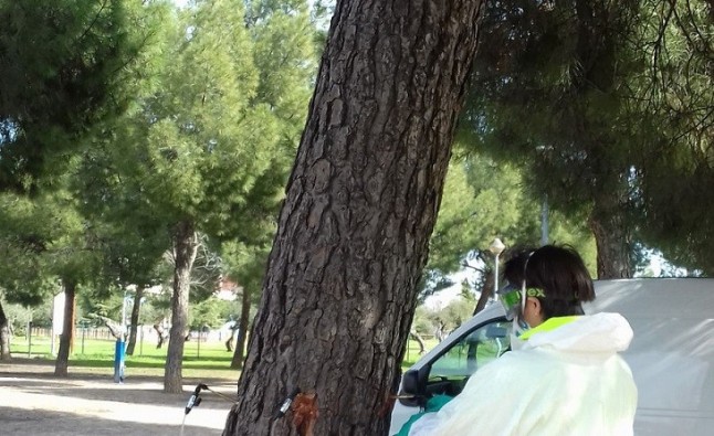 El Ayuntamiento de Guadalajara trata a más de 500 olmos mediante endoterapia