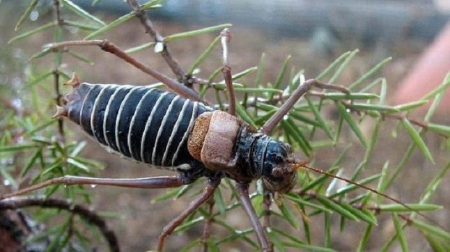 Arranca un censo de insectos en Alemania
