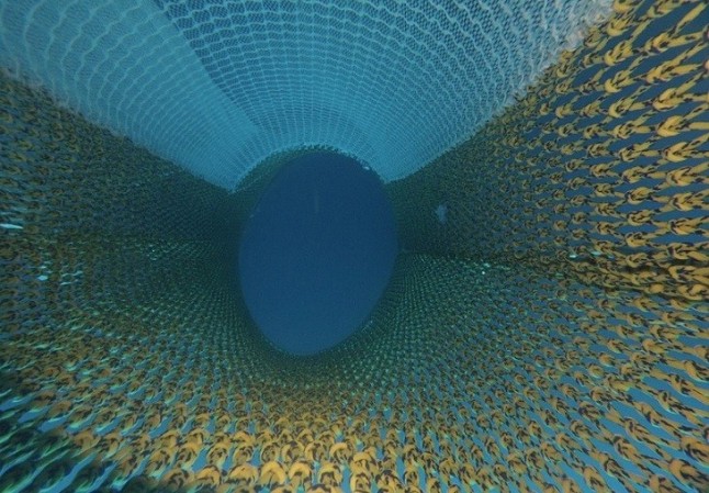 Un aumento de la malla a 100 mm en pesca de arrastre no solucionaría la problemática de la Obligación de Desembarco del pescado