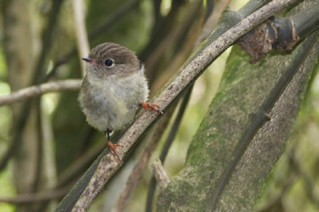 Los pájaros insulares tienen cerebros más grandes