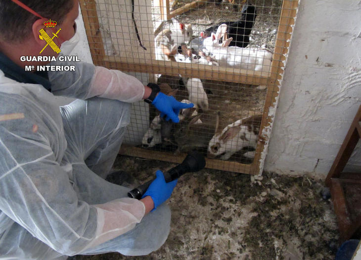 Una casa de Moratalla se convierte en la ‘vivienda de los horrores’ con más de 100 animales muertos y abandonados