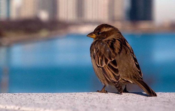 Respetando el ciclo vital de la biodiversidad urbana