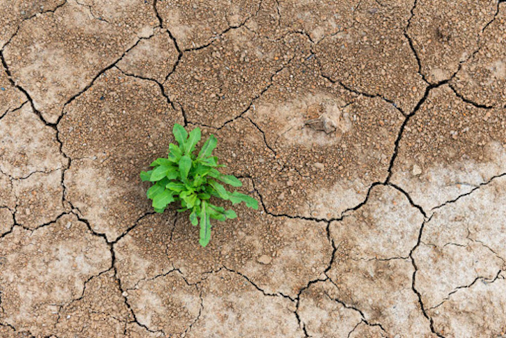 El Cabildo declarará el estado de ‘crisis climática’ en La Palma