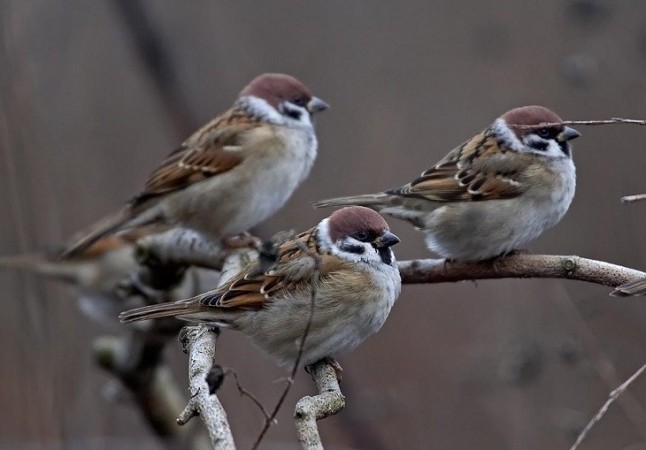 En Fuente de Cantos un delincuente capturó más de 190 pájaros con artes ilegales