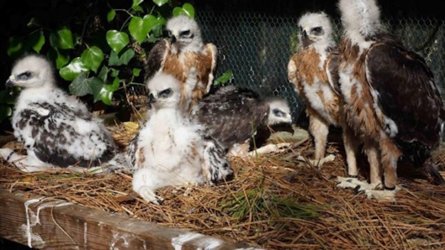 16 águilas de Bonelli criadas en cautividad en 2019 están siendo reintroducidas en España y Cerdeña