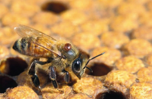 Hay que prohibir sí o sí tres insecticidas peligrosos para las abejas