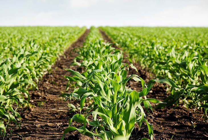 El Papa Francisco insta a una conversión ecológica desde la base