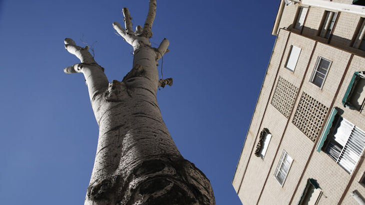 Arboricidio de más de 15 encinas en un paraje de Arahal (Sevilla)