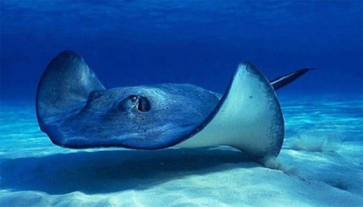 Las especies marinas tropicales cada día se desplazan más al norte