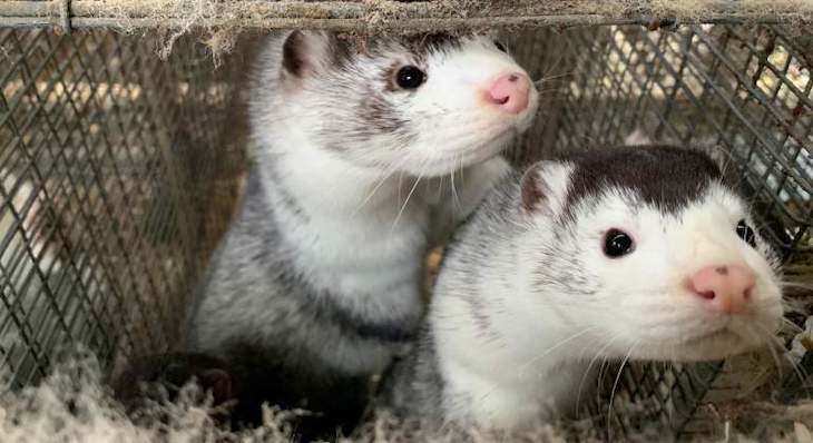 PODEMOS pide que se realicen pruebas del COVID-19 en las granjas de visones por la mutación del virus