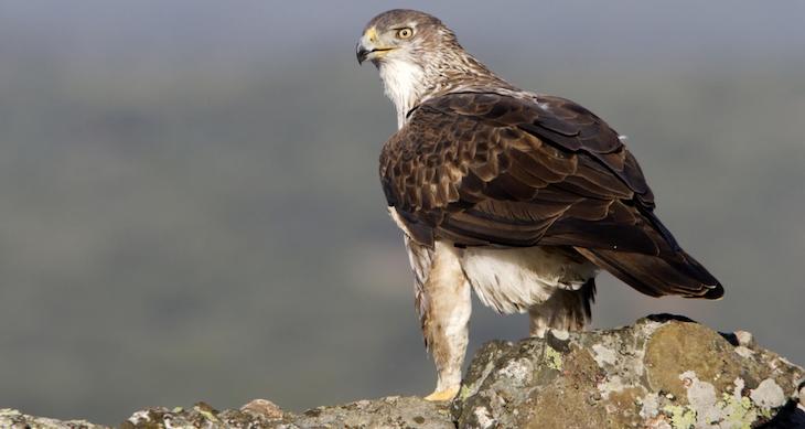 Favorecemos la adopción cruzada del águila Bonelli en la Sierra Oeste de Madrid