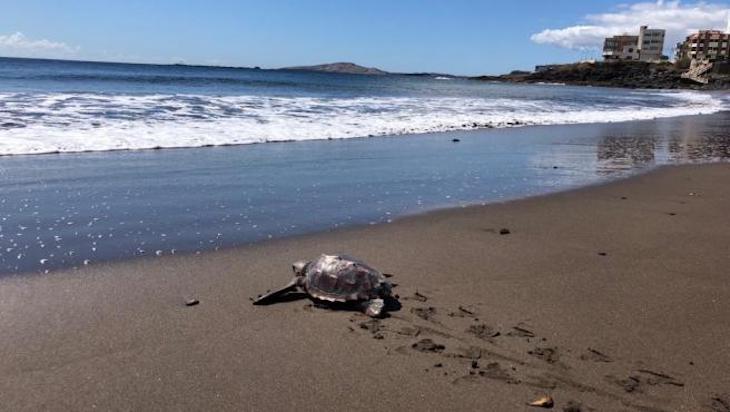 Devuelta al mar en Melenara (Gran Canaria) una tortuga que apareció en Las Canteras atrapada en un saco de rafia