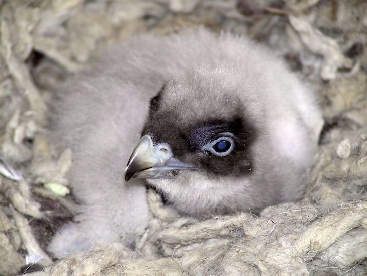 Nace el primer polluelo de quebrantahuesos de este año en el centro de fauna de Lleida