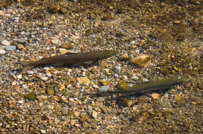 La venta del salmón esta ayudando a acabar con el en los ríos asturianos