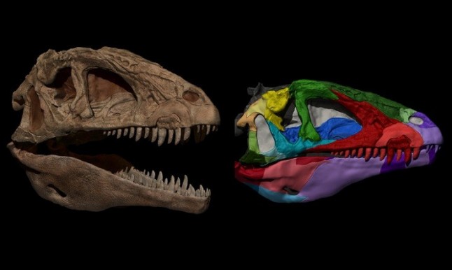 Reconstruyen el cráneo del dinosaurio carnívoro de Cuenca