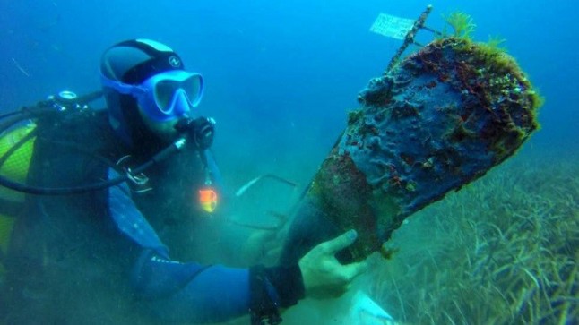 Reubican dos de los últimos ejemplares de nacras vivas de Mallorca en una zona controlada de reserva