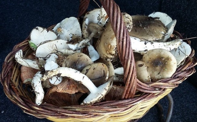 Catalunya. Ya no se necesita autorización para recoger setas