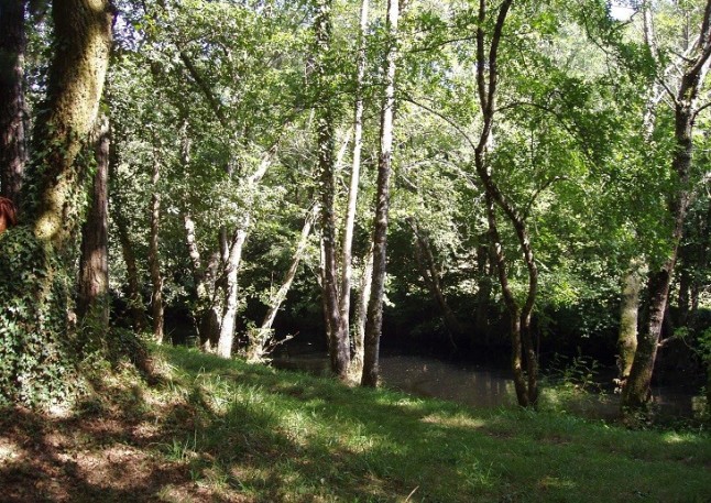 Sin bosques es imposible alcanzar los Objetivos de Desarrollo Sostenible