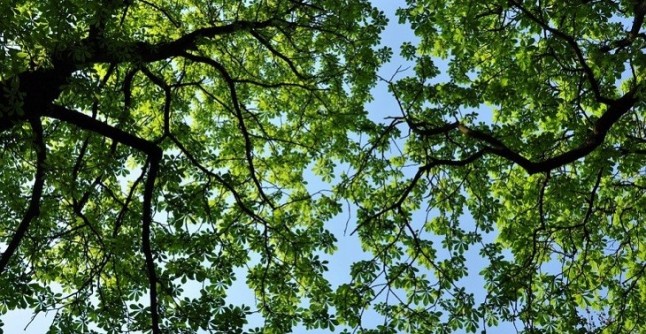 Ayuntamiento Murcia sustituye una treintena de árboles en Ronda Sur para dar sombra y embellecer la zona