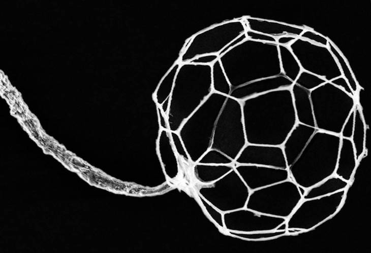 Descubren una nueva especie de hongo en un desierto australiano