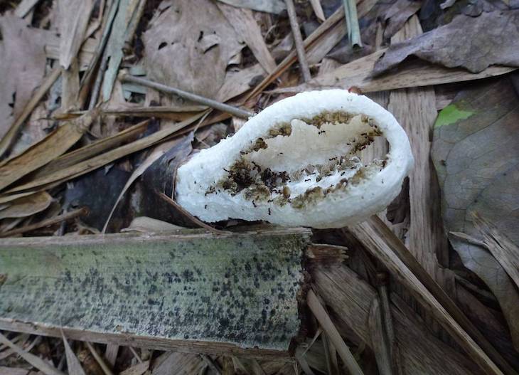 Descubren tres nuevas especies de hongos ‘jaula’