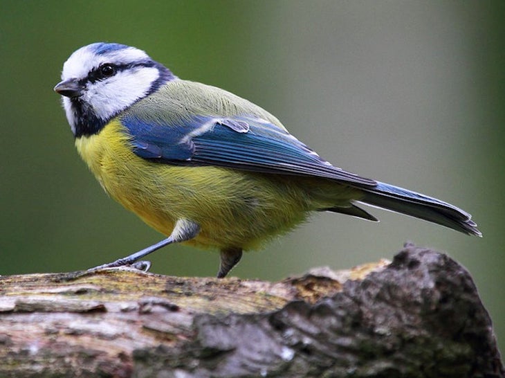 Los machos de herrerrillo común que tienen polluelos fuera de la pareja tienen plumas más vistosas la próxima temporada