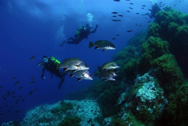 Baleares ya dispone de 63.000 hectáreas integradas dentro de reservas marinas