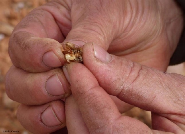 Alertan del riesgo de la avispilla en el cultivo del almendro