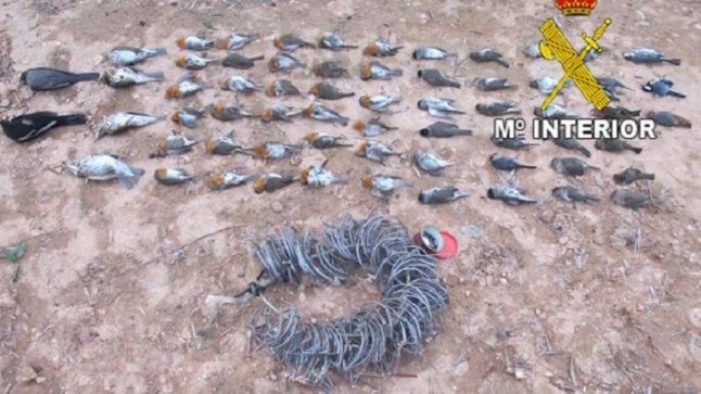 Investigado un vecino de Villanueva de la Reina (Jaén) de 82 años por usar artes prohibidas para cazar aves