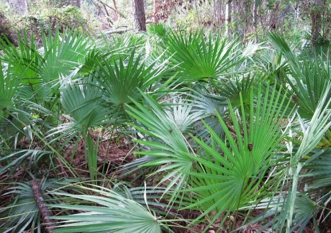 Cuánto valen nuestros recursos forestales no maderables