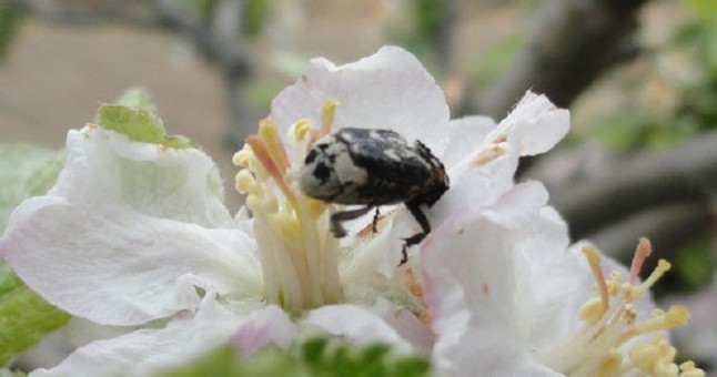 Antes que las abejas los escarabajos ya polinizaban en el Jurásico temprano