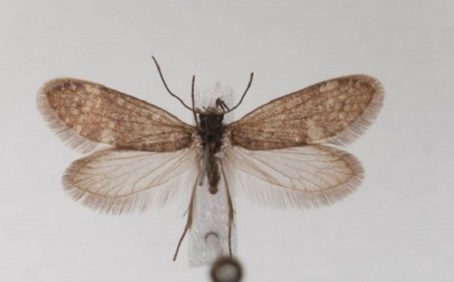 Escamas fósiles revelan el color de un insecto de 200 millones de años