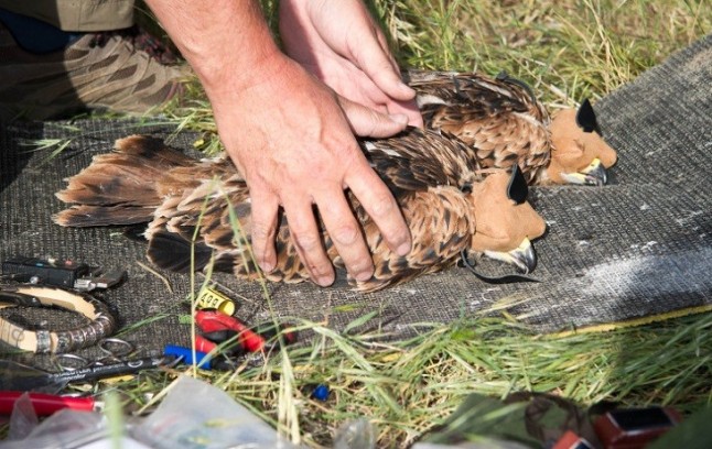 Marcan a los cuatro ejemplares de milano nacidos en Mondragó esta primavera