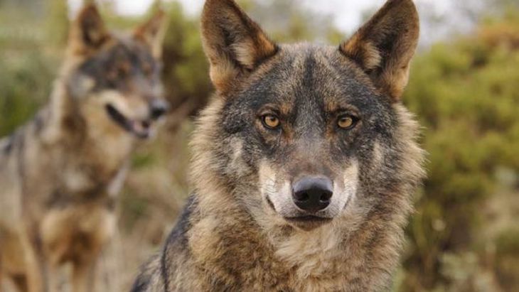 APDDA pregunta al Ejecutivo si incluirá el ‘Lobo Ibérico’ en el Régimen de Protección Especial de especies silvestres