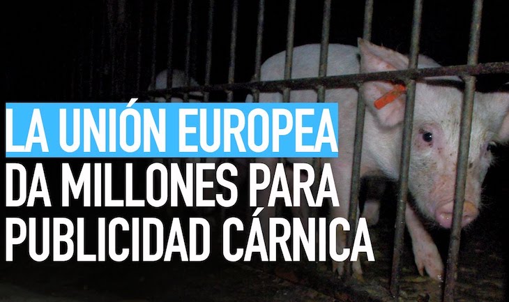 Lluvia de millones para la insostenible ganadería industrial europea