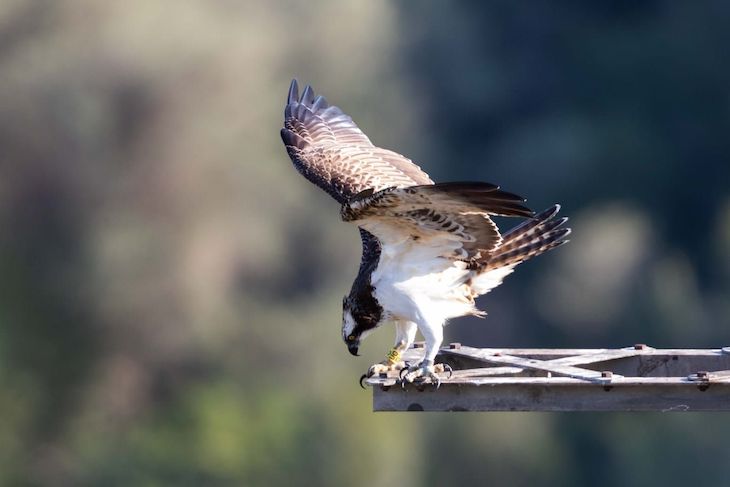 Electrocutada una águila pescadora Marina en lAlbufera