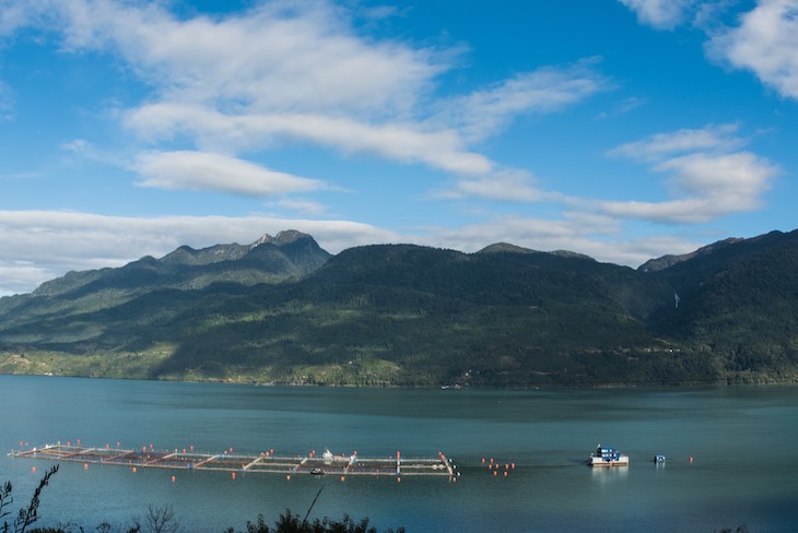 Chile. Publican resolución que impide la entrega de nuevas concesiones salmoneras en la región de Aysén