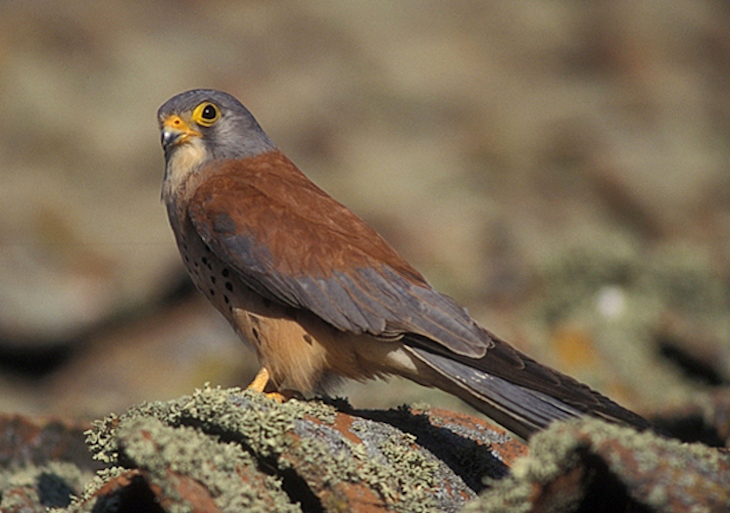 Restauración de la colonia de cernícalo primilla en Carmona